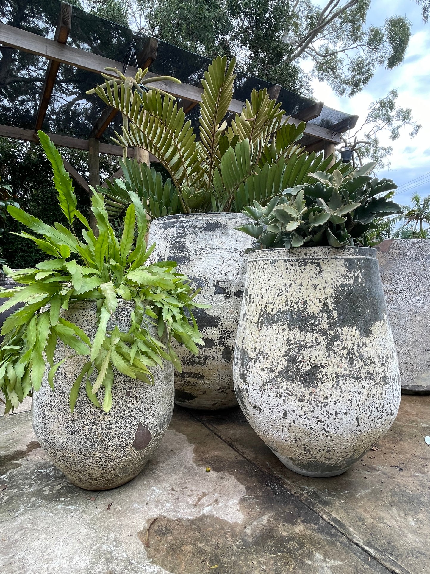 Woodfired Tulip bowl