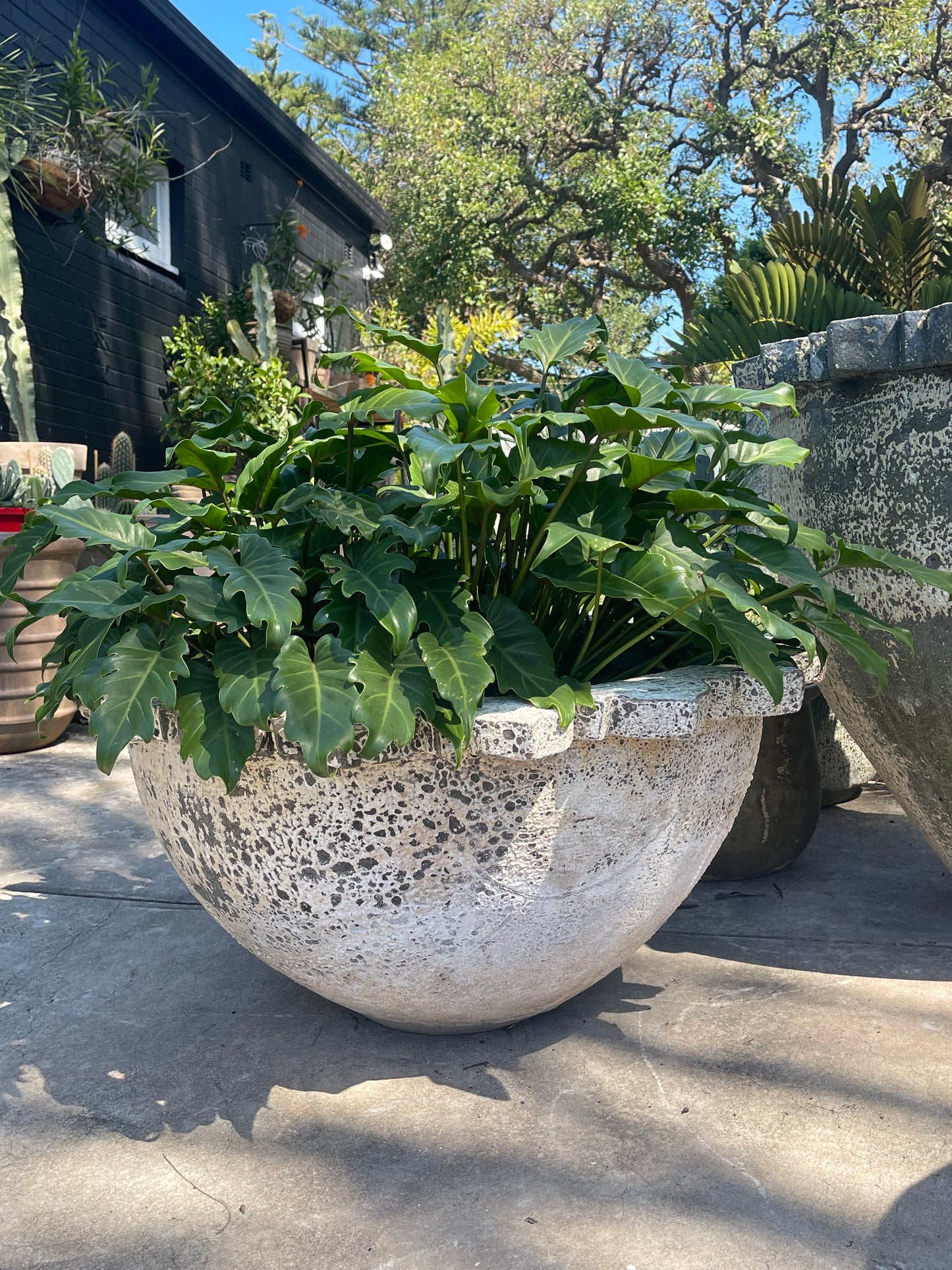 Woodfired Capital bowl